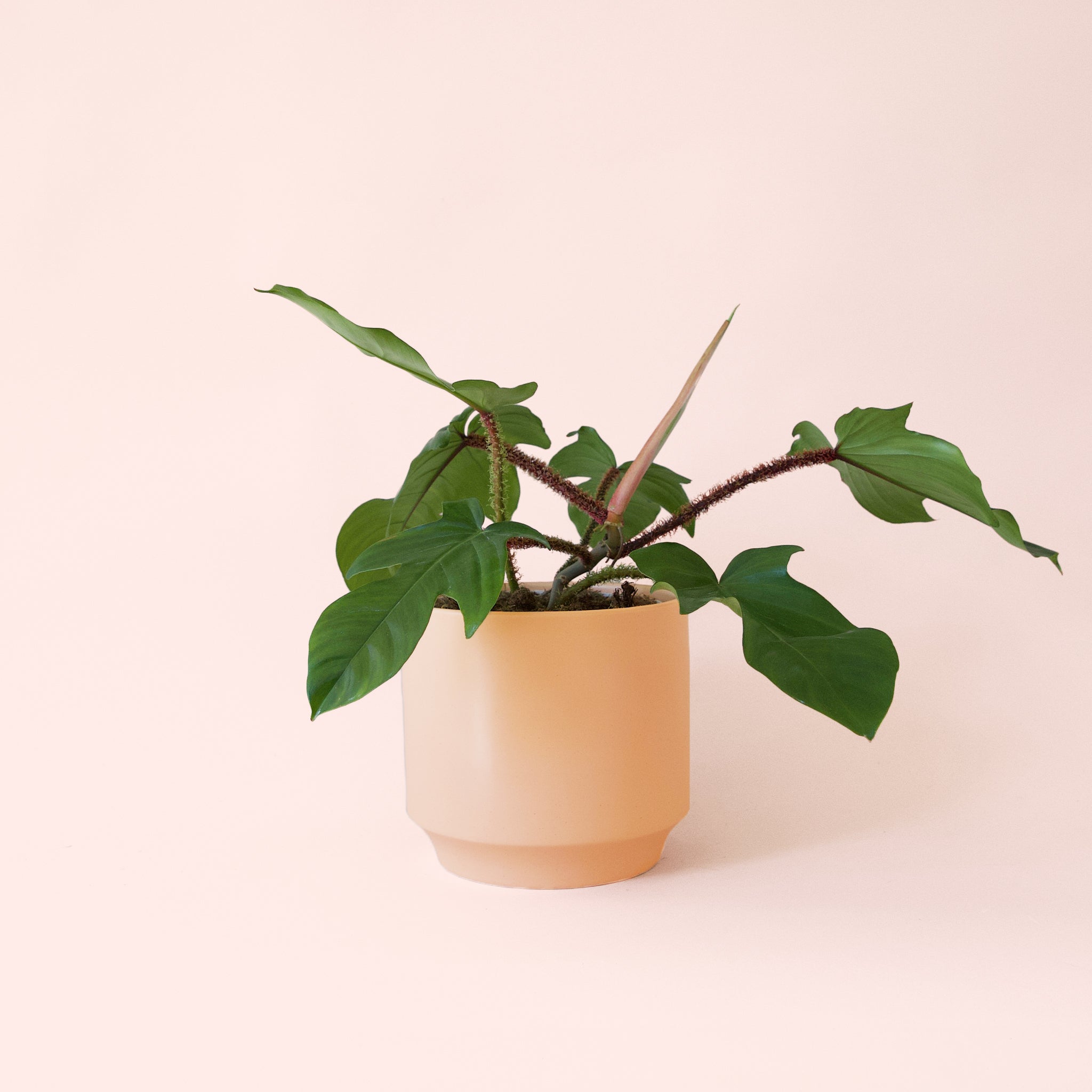 philodendron squamiferum poepp. Philodendron