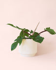 Philodendron | Squamiferum