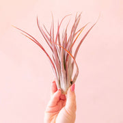 Tillandsia | Brachycaulos