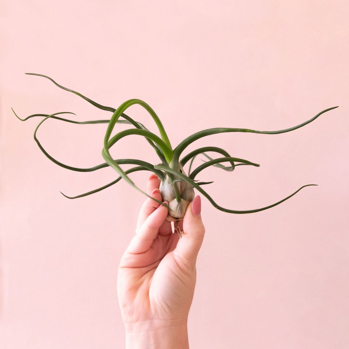 Tillandsia Bulbosa | Air Plants | Pigment