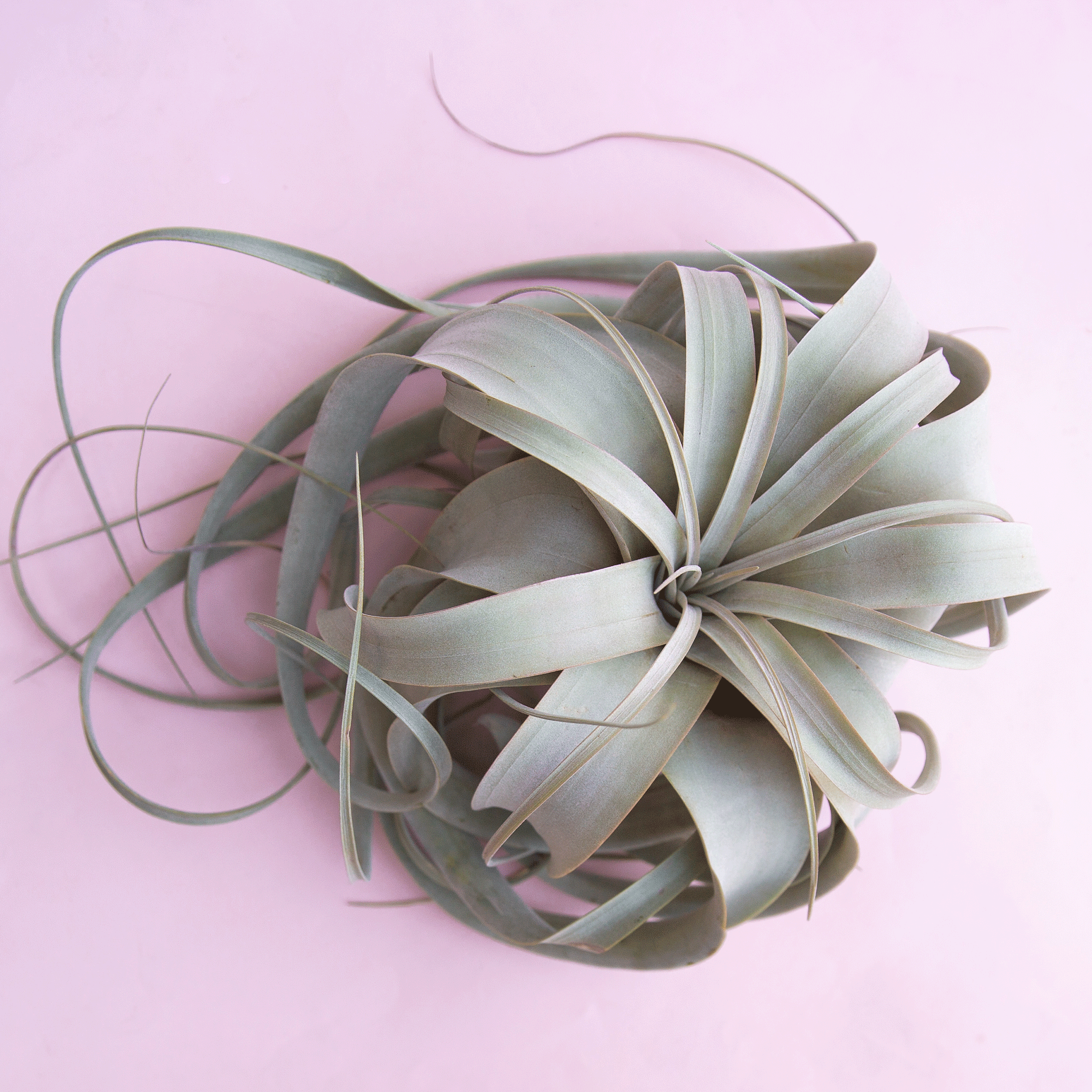 xerographica air plants Tillandsia Xerographica