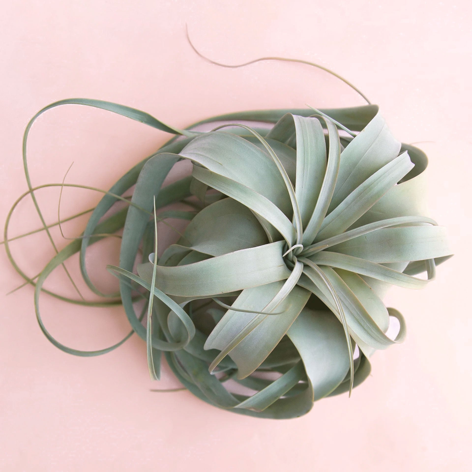 air plant tillandsia xerographica Tillandsia Xerographica