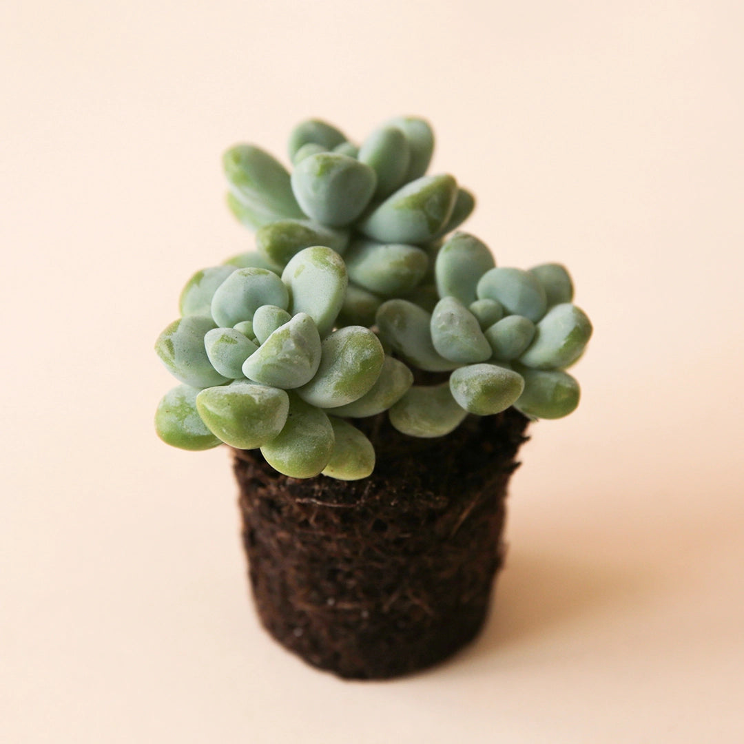 succulent small round leaves Sedum