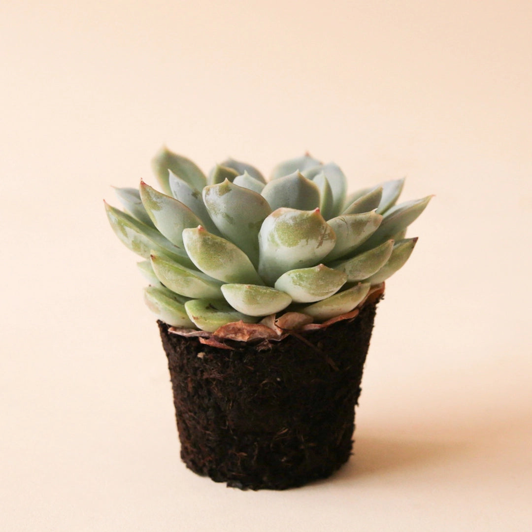 On a peachy background is a photograph of a Echeveria Arctic Ice succulent.