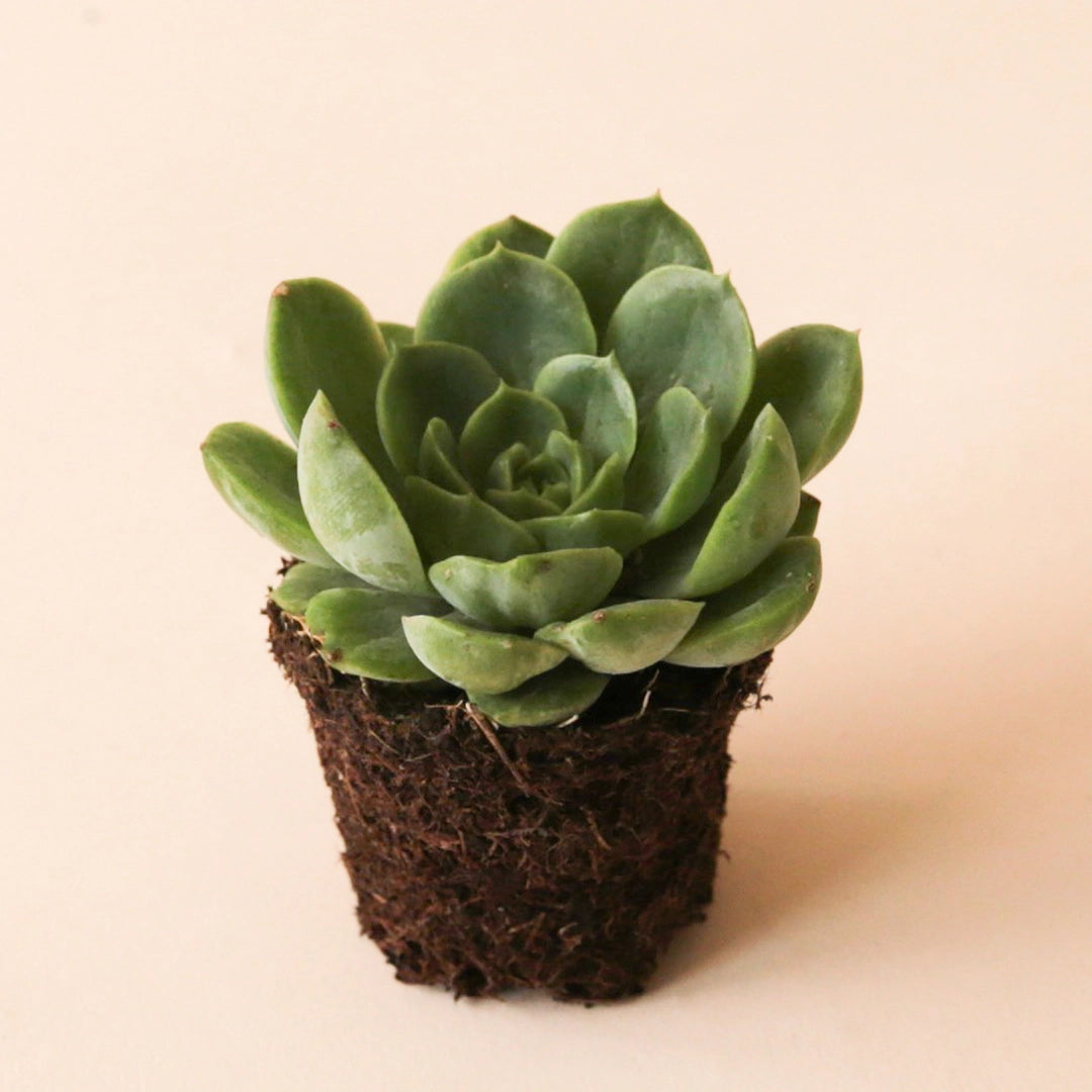 lime green succulent plants Echeveria