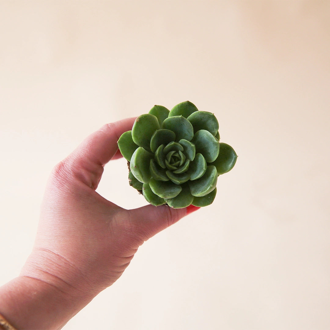 lime n chile succulent Echeveria