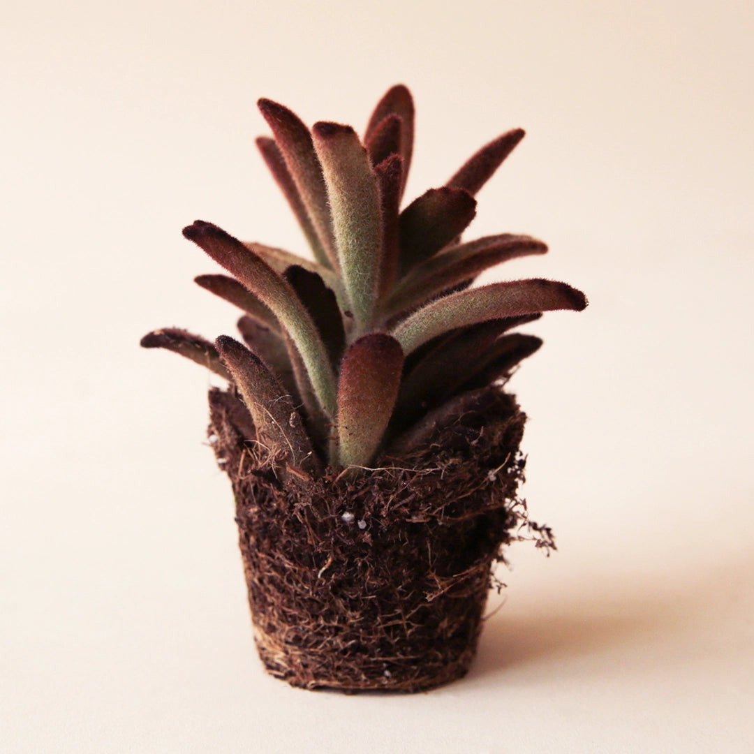 kalanchoe cinnamon succulent Kalanchoe