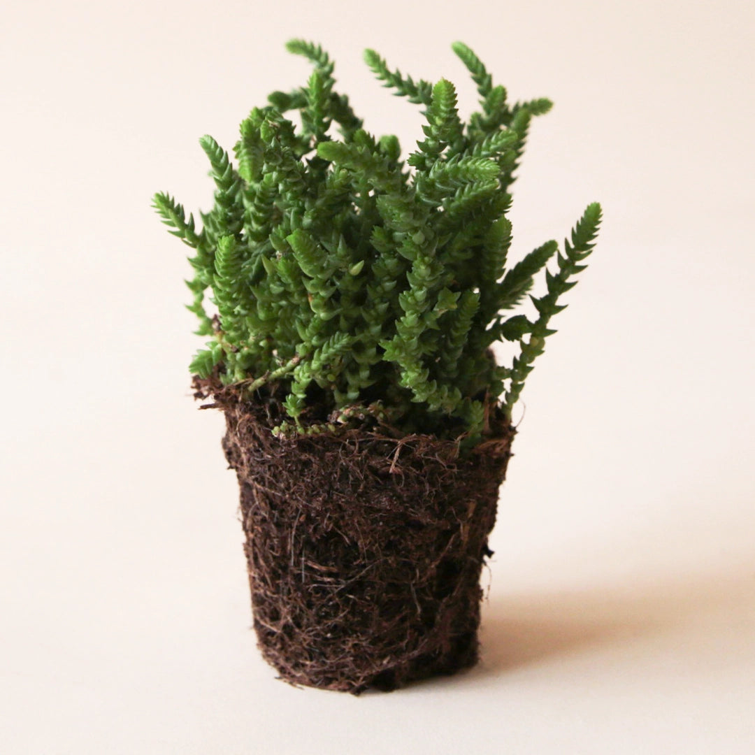 succulent watch chain Crassula Lycopodioides