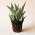 On a cream background is the Aloe Delta Lights succulent. 