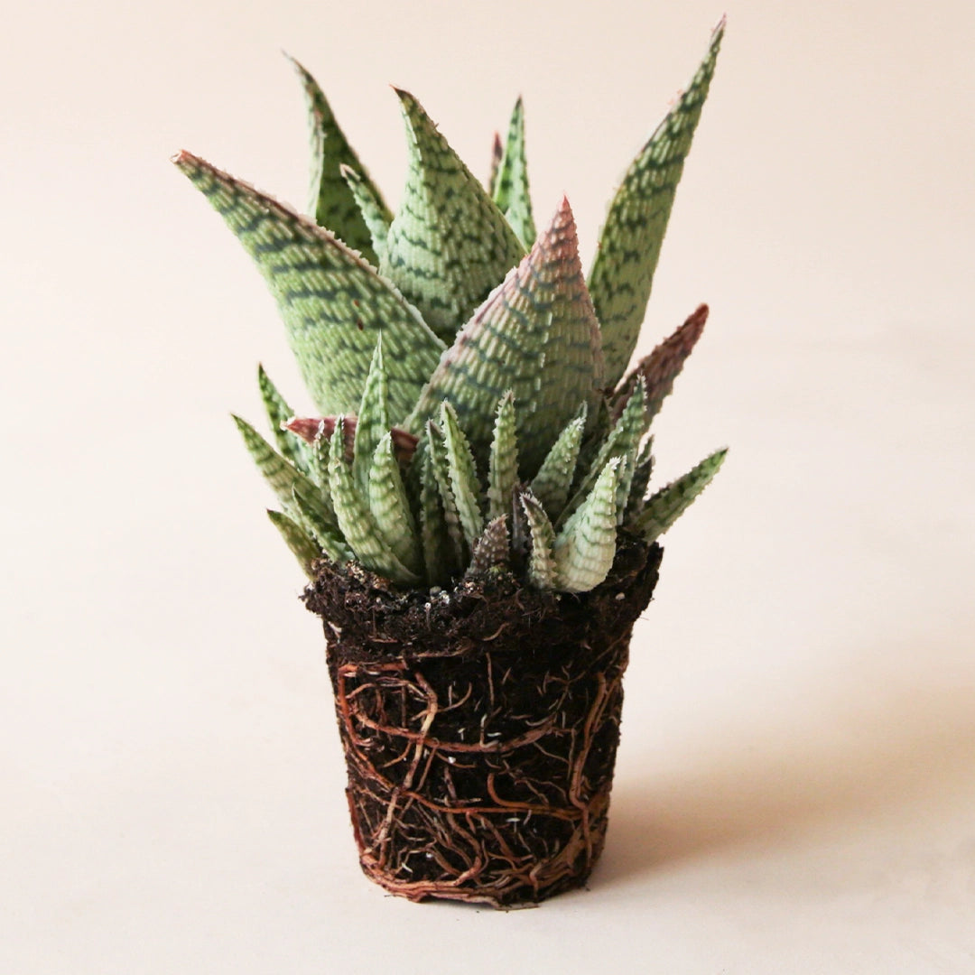 aloe vera plant lighting Aloe