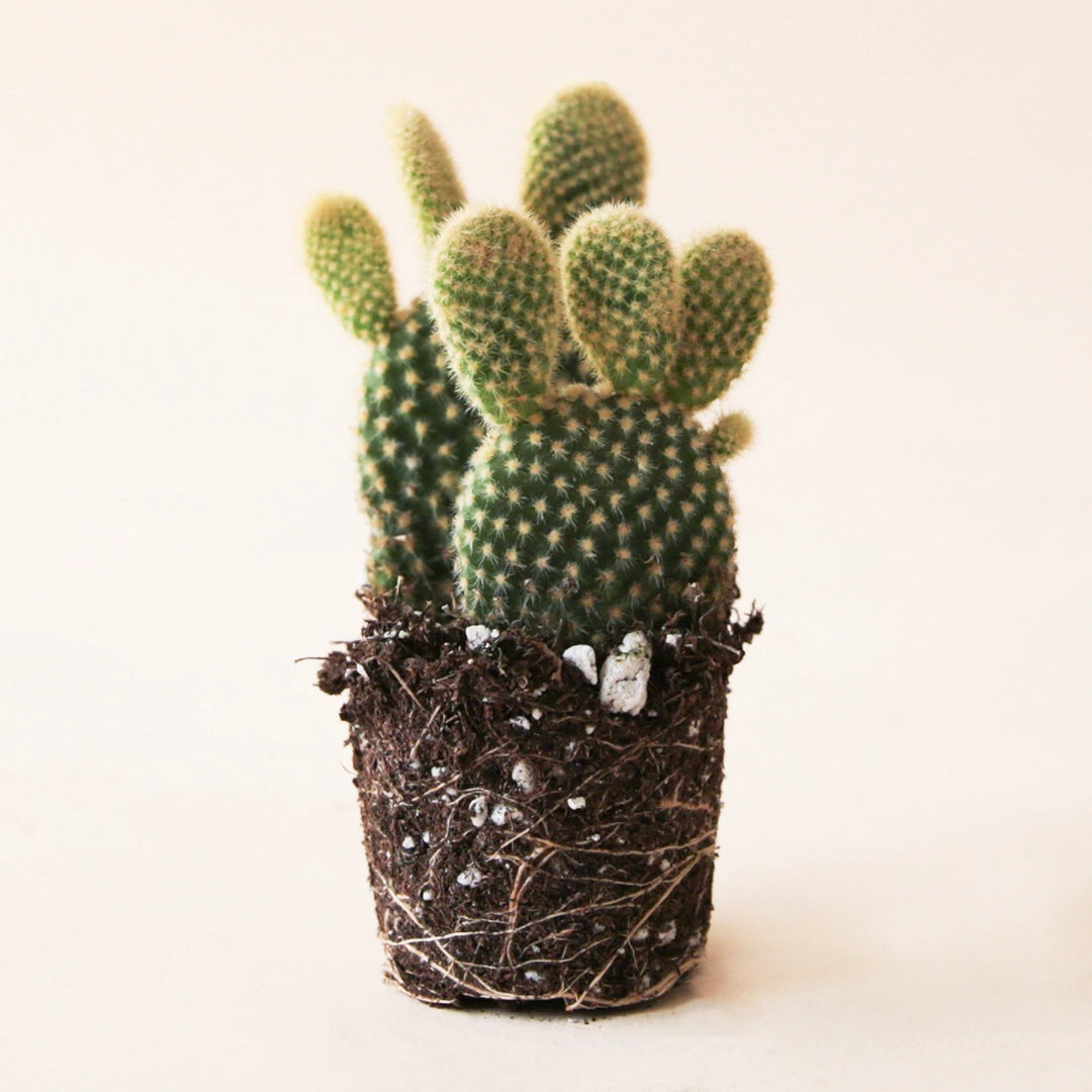 On a white background is a 2.5" Opuntia Microdasys cactus. 