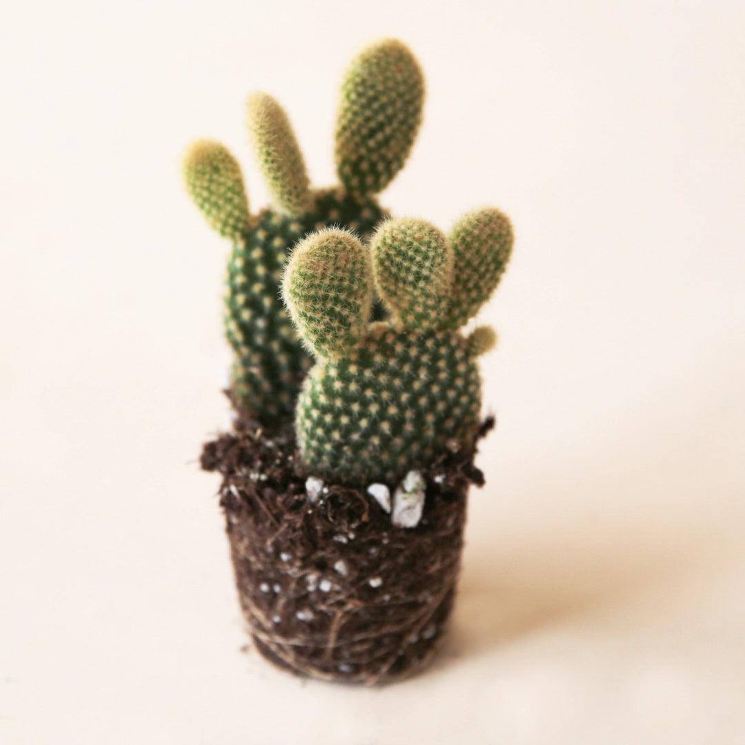 On a white background is a 2.5" Opuntia Microdasys cactus. 