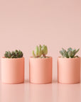 On a peachy background is tiny ceramic peach pots with a small succulent or cacti inside.