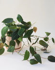 Philodendron | Micans