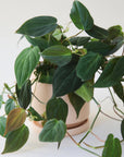 Philodendron | Micans