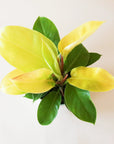 On a neutral background is a Philodendron Moonlight with a mix of neon and green leaves.