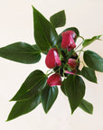 On a white background is an Anthurium Cirano.