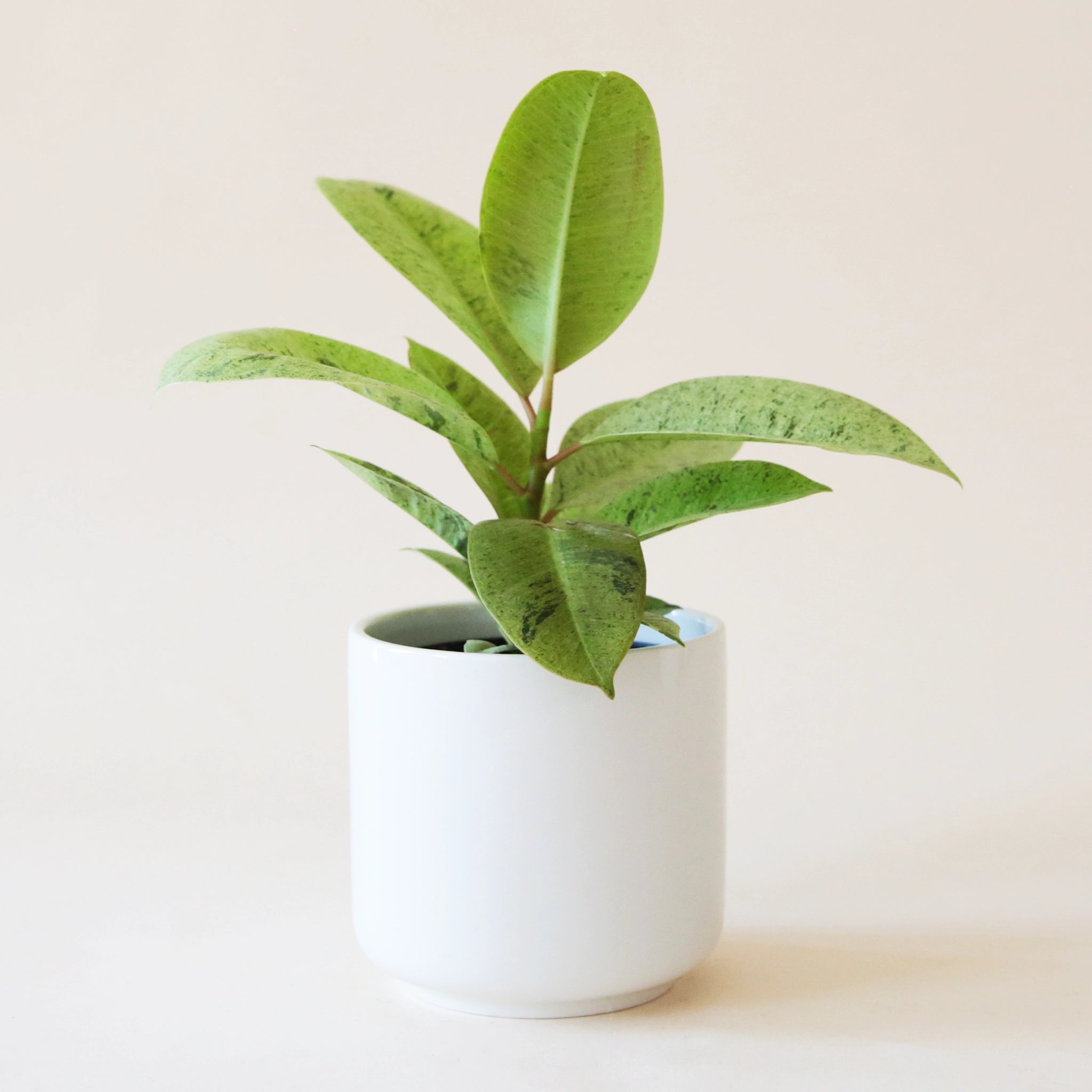 n a cream background is a Ficus Shiverieana with green leaves and photographed in a white ceramic planter
