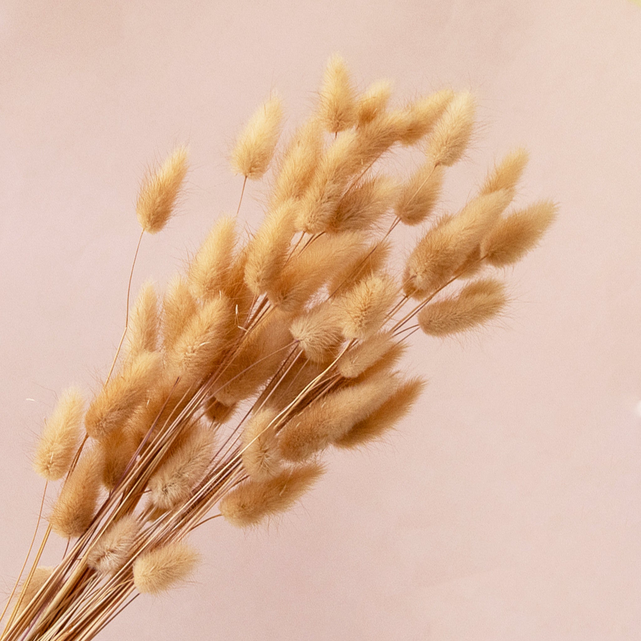 Bunny Tails