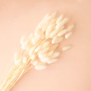 A bunch of white bunny tail dried florals.