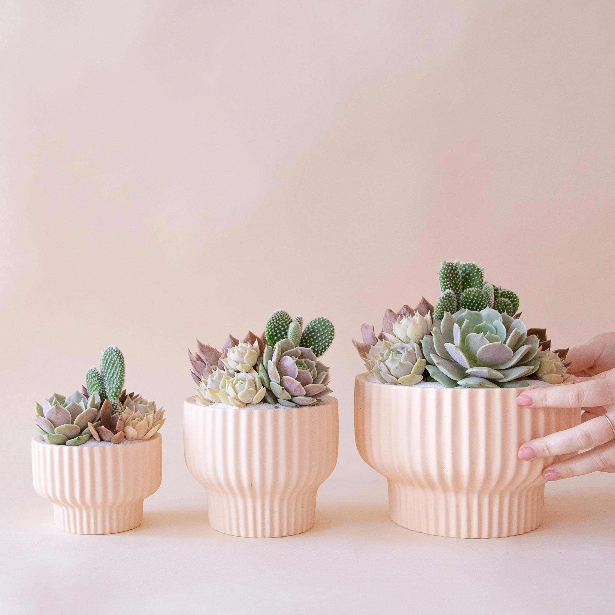 On a tan background is three sizes of the Presley pedestal pots in the light pink shade filled with cactus and succulent arrangements.