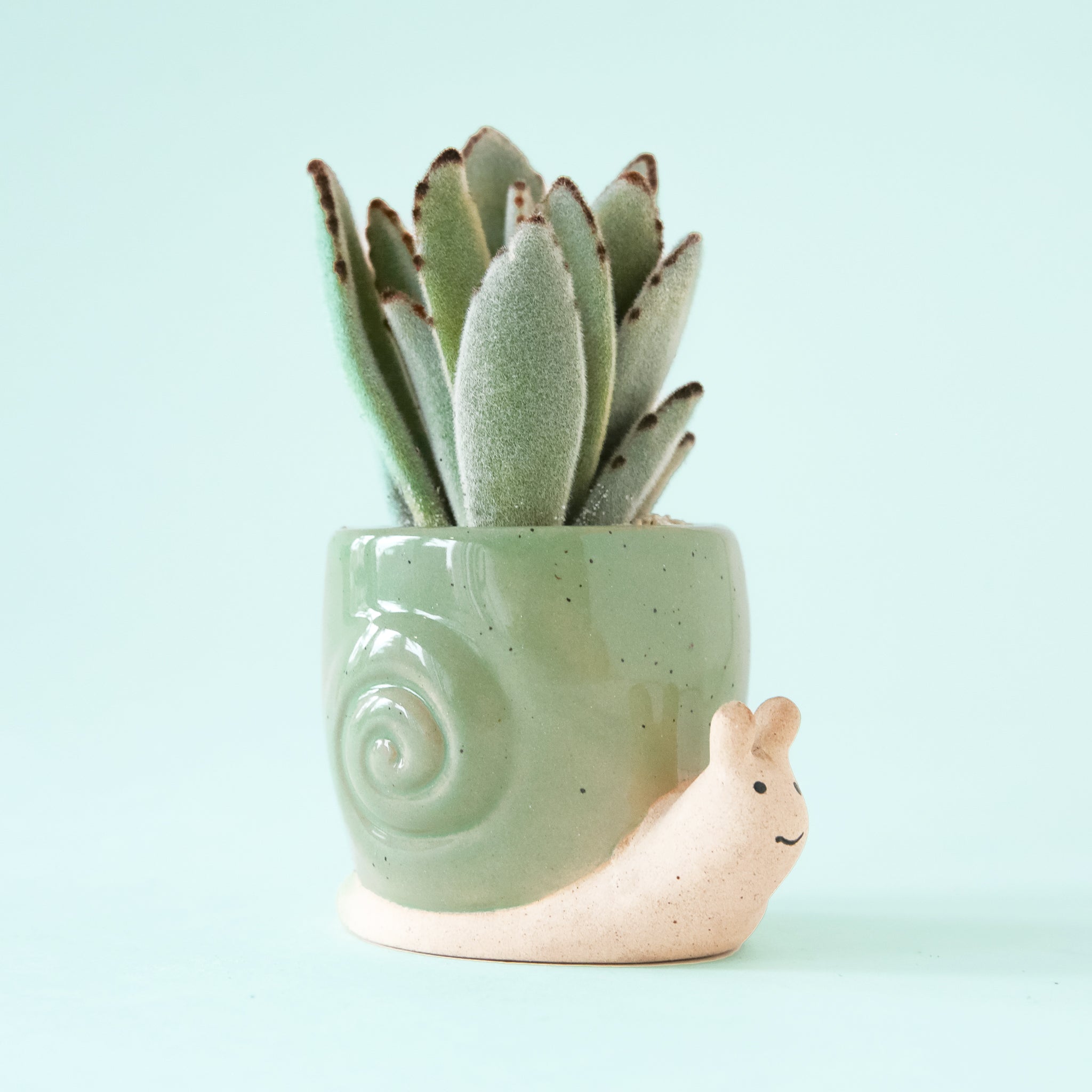 succulent animal pots Snail Planter