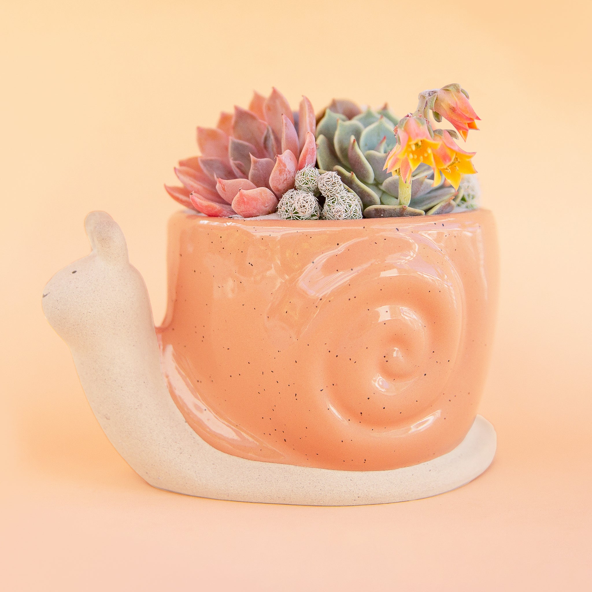 On a peachy background is an orange snail shaped planter filled with a cactus and succulent arrangement