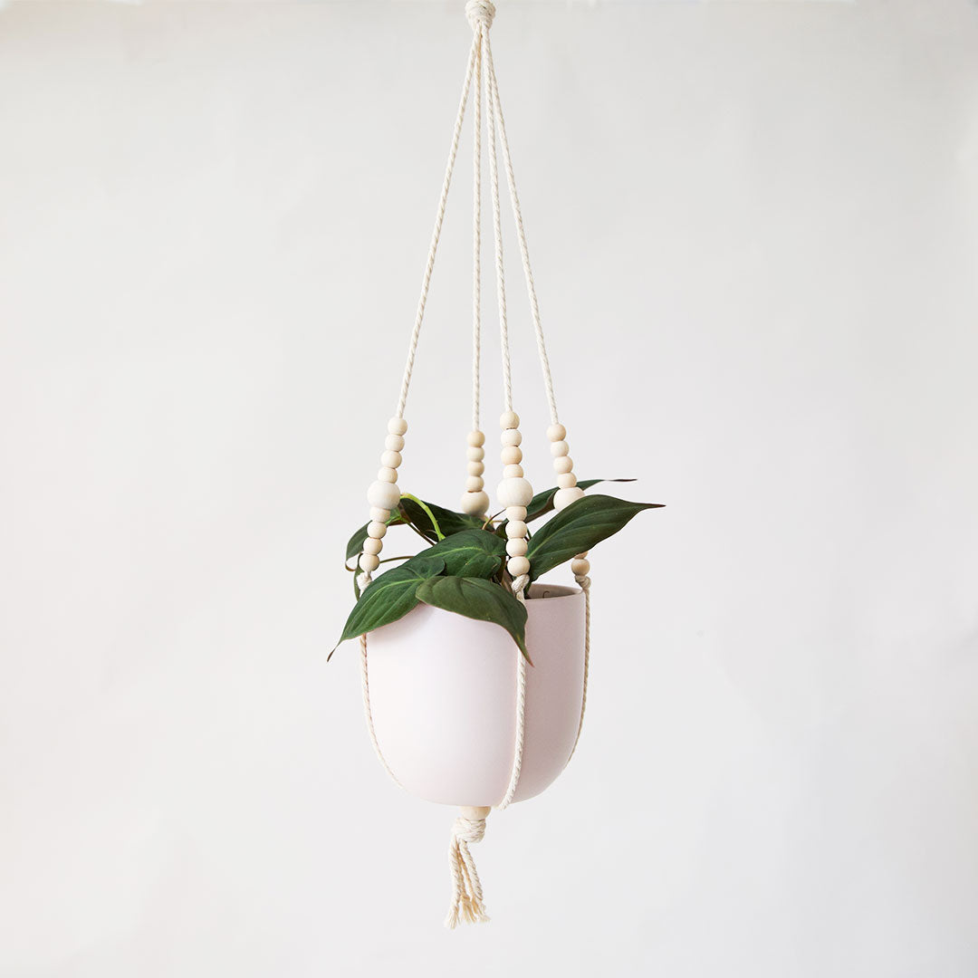 philodendron birkin bloom Philodendron