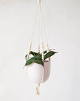 Philodendron | Micans