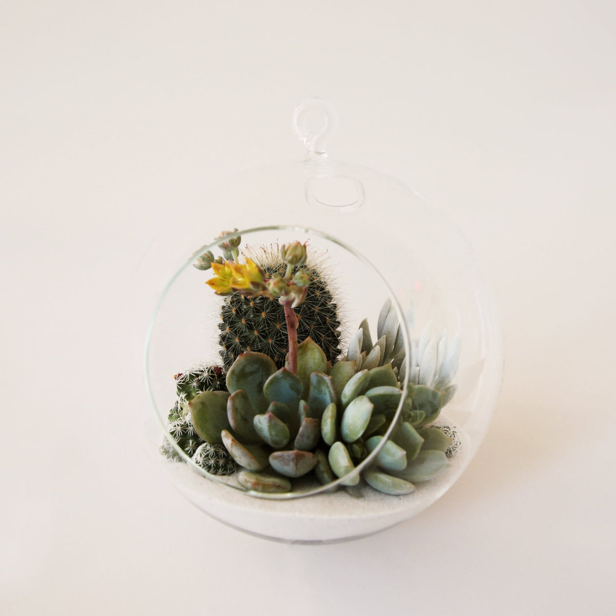succulent that looks like glass Mini Hanging Glass Orb – Pigment