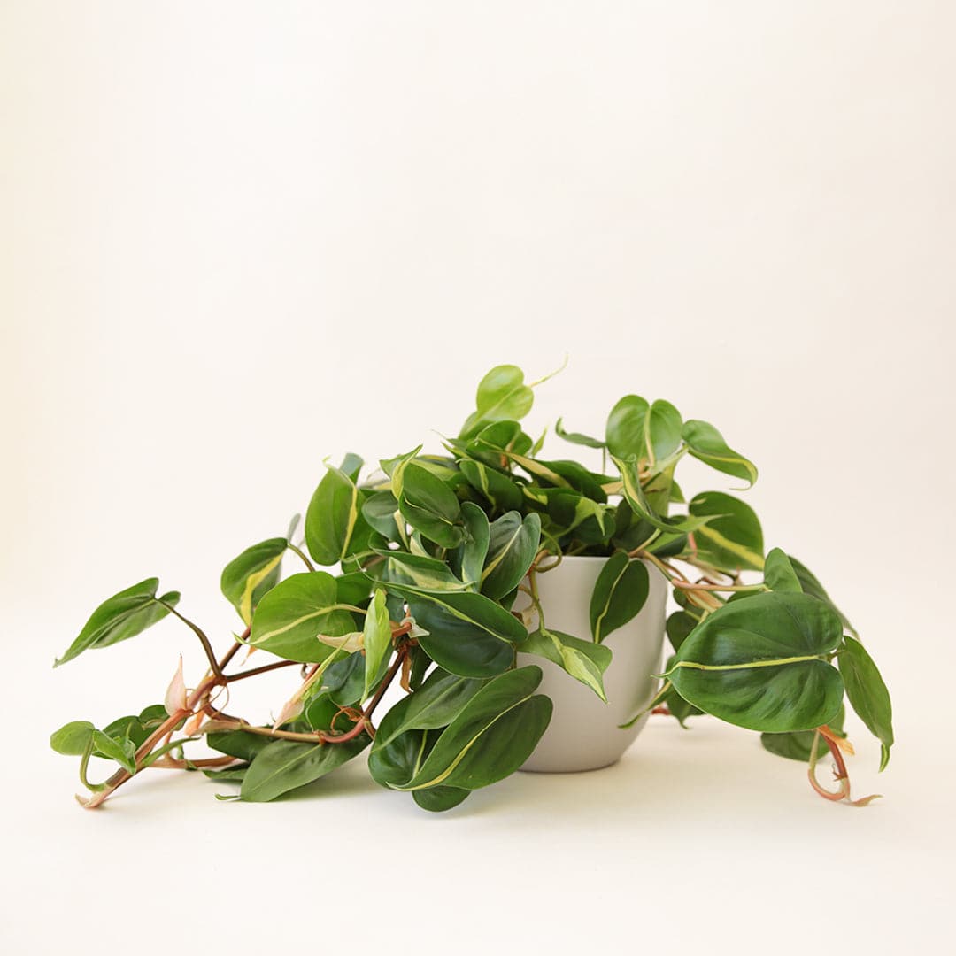 n front of a white background is a rounded white pot. Inside the pot is a philodendron brazil. The plant has long dark orange vines that spill over the sides of the pot. The leaves are light green with a neon green stripe down the middle.