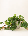 n front of a white background is a rounded white pot. Inside the pot is a philodendron brazil. The plant has long dark orange vines that spill over the sides of the pot. The leaves are light green with a neon green stripe down the middle.