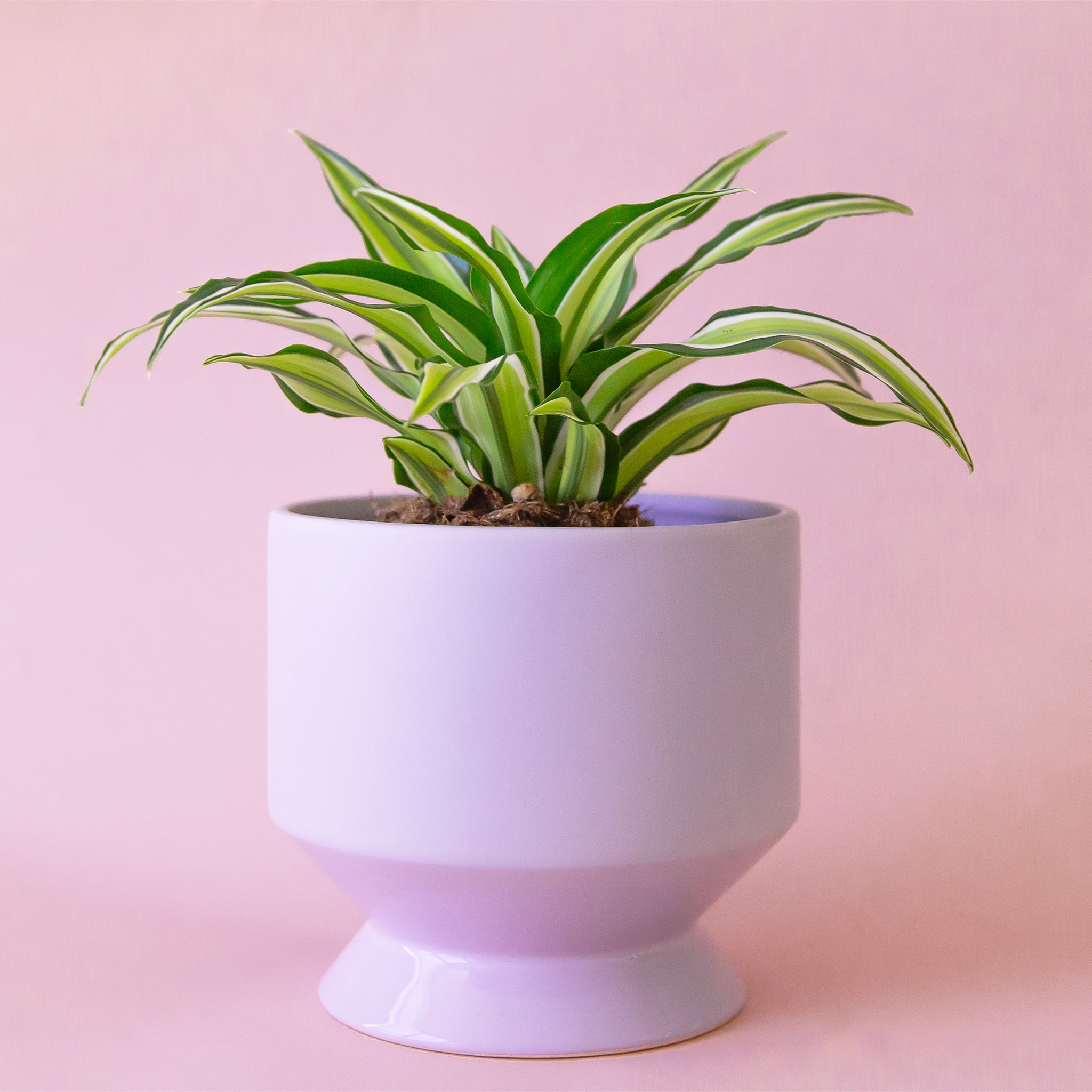A light purple pedestal shaped planter with a plant inside that is not included with purchase. 