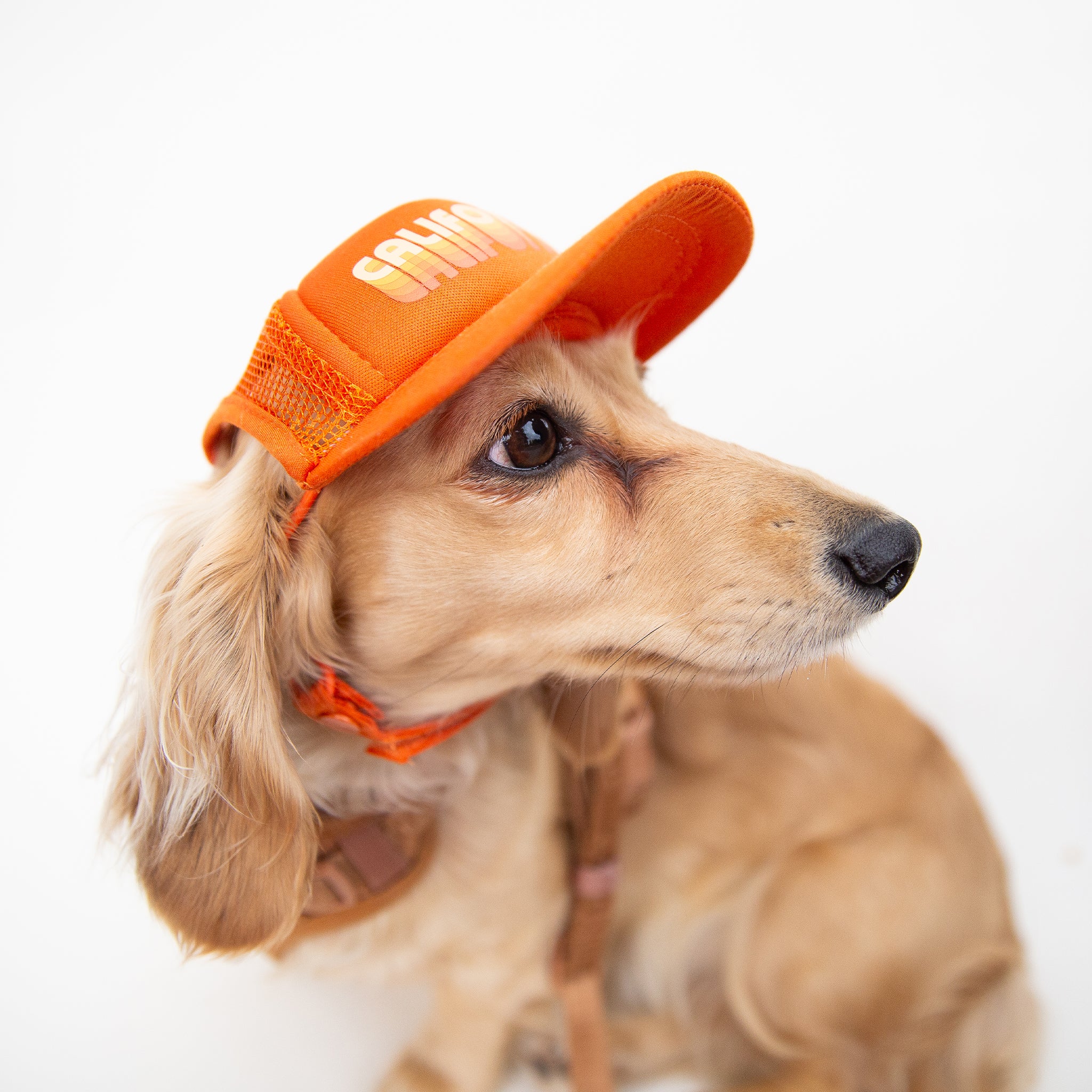 An orange puplid hat with white text that reads, &quot;California&quot;.