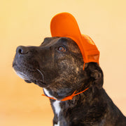 An orange puplid hat with text along the front that reads, "San Diego" and a neck strap.