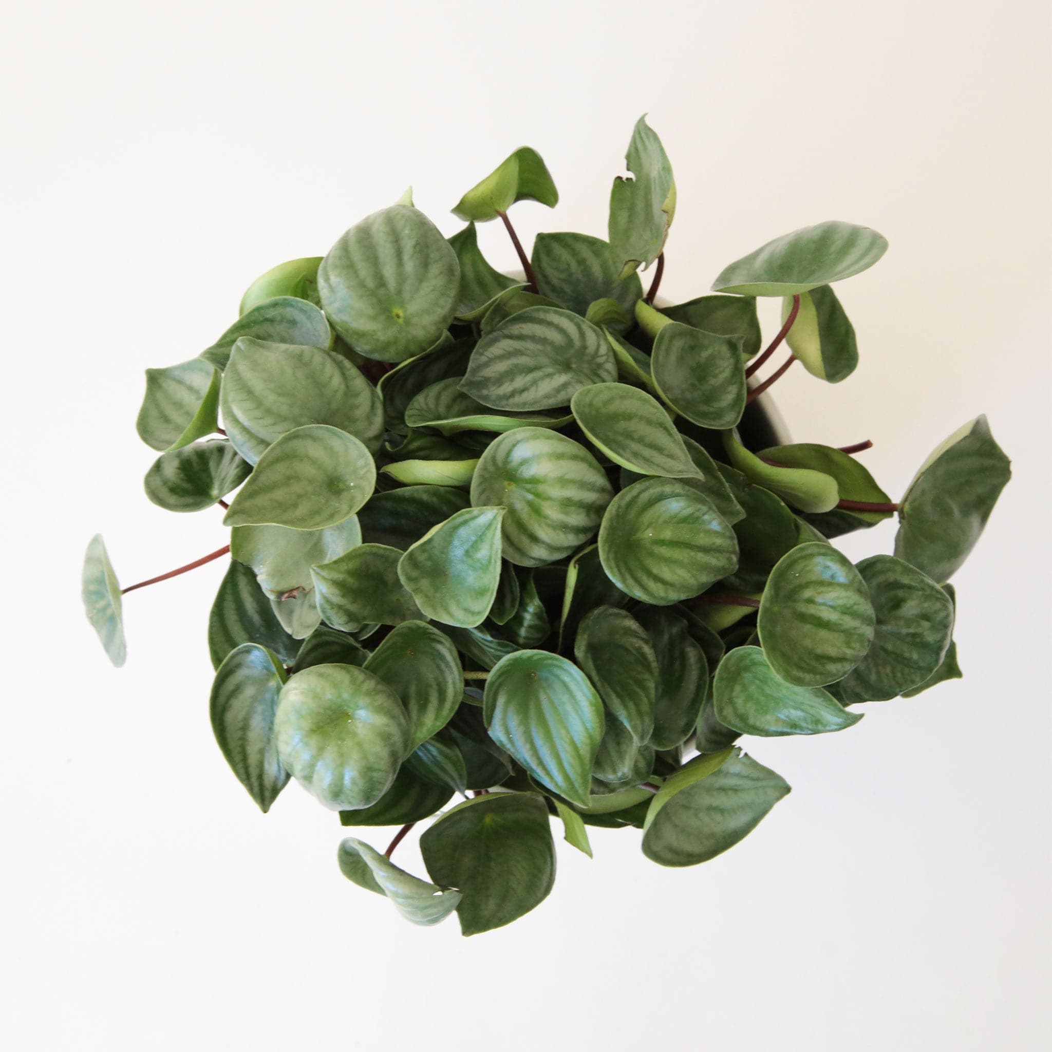a peperomia watermelon with dark red stems and small green leaves with a silvery green pattern similar to a watermelon.