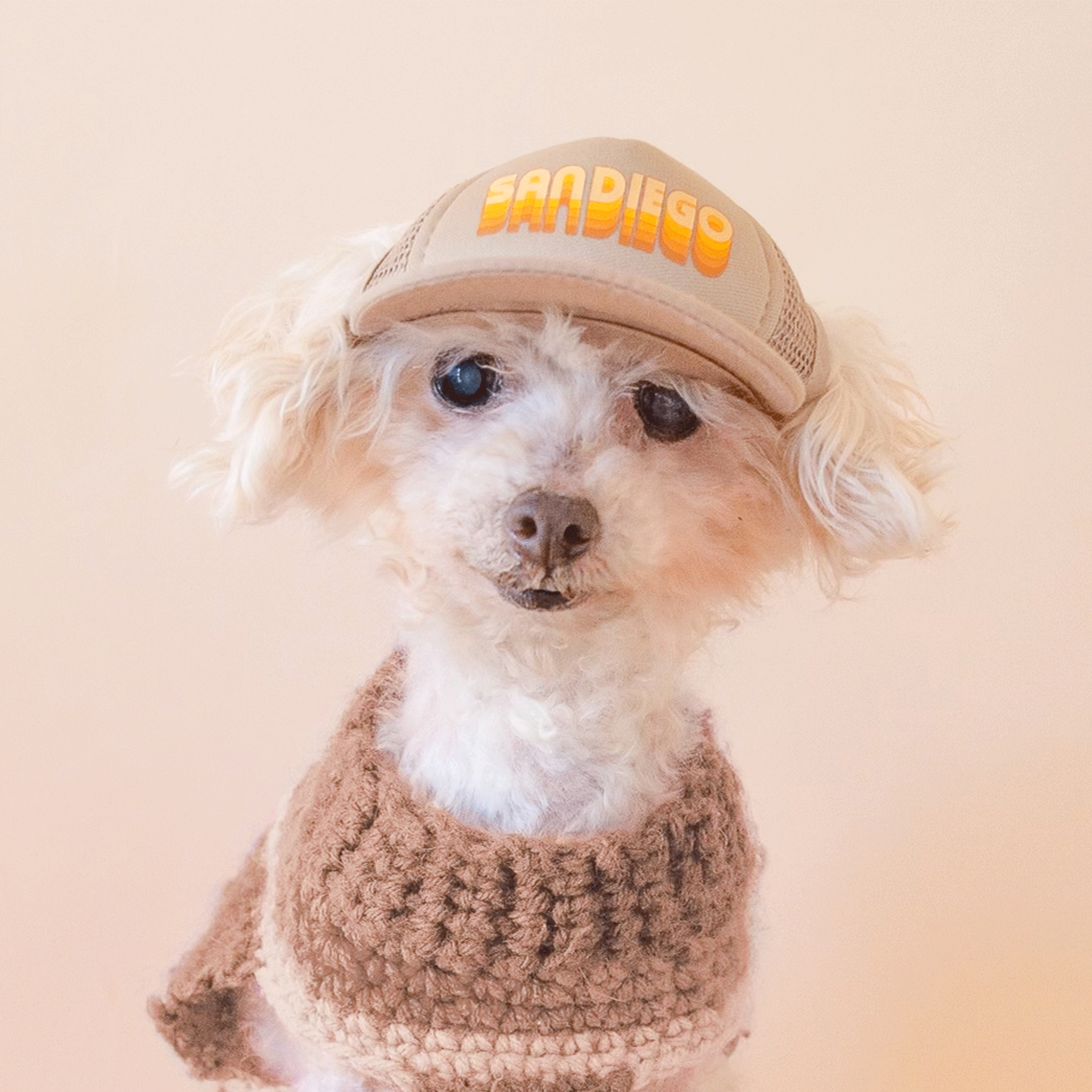 On a tan background is a white dog wearing a tan baseball hat with a mesh back and yellow text that reads, &quot;San Diego&quot;. 