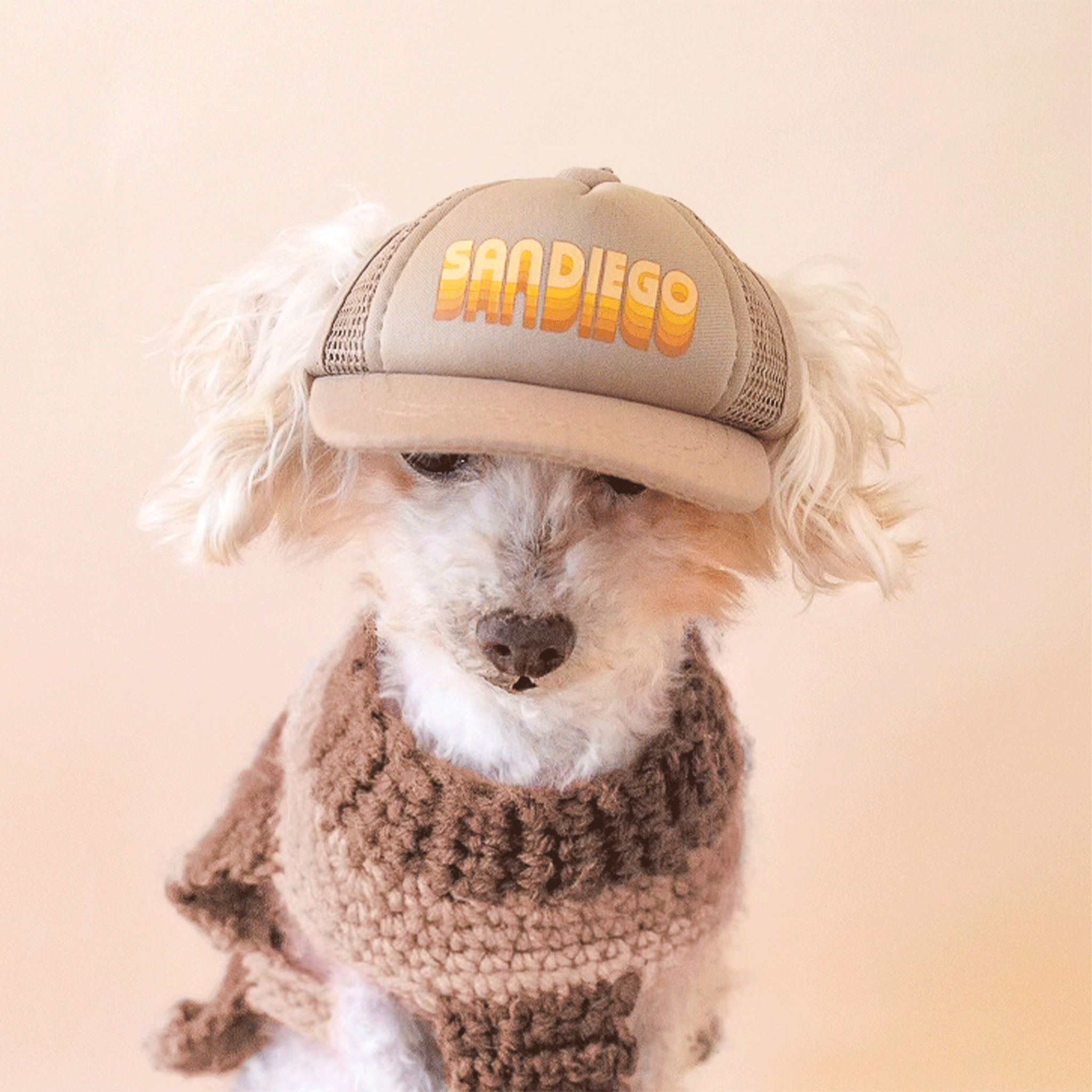 Dog baseball shop hat