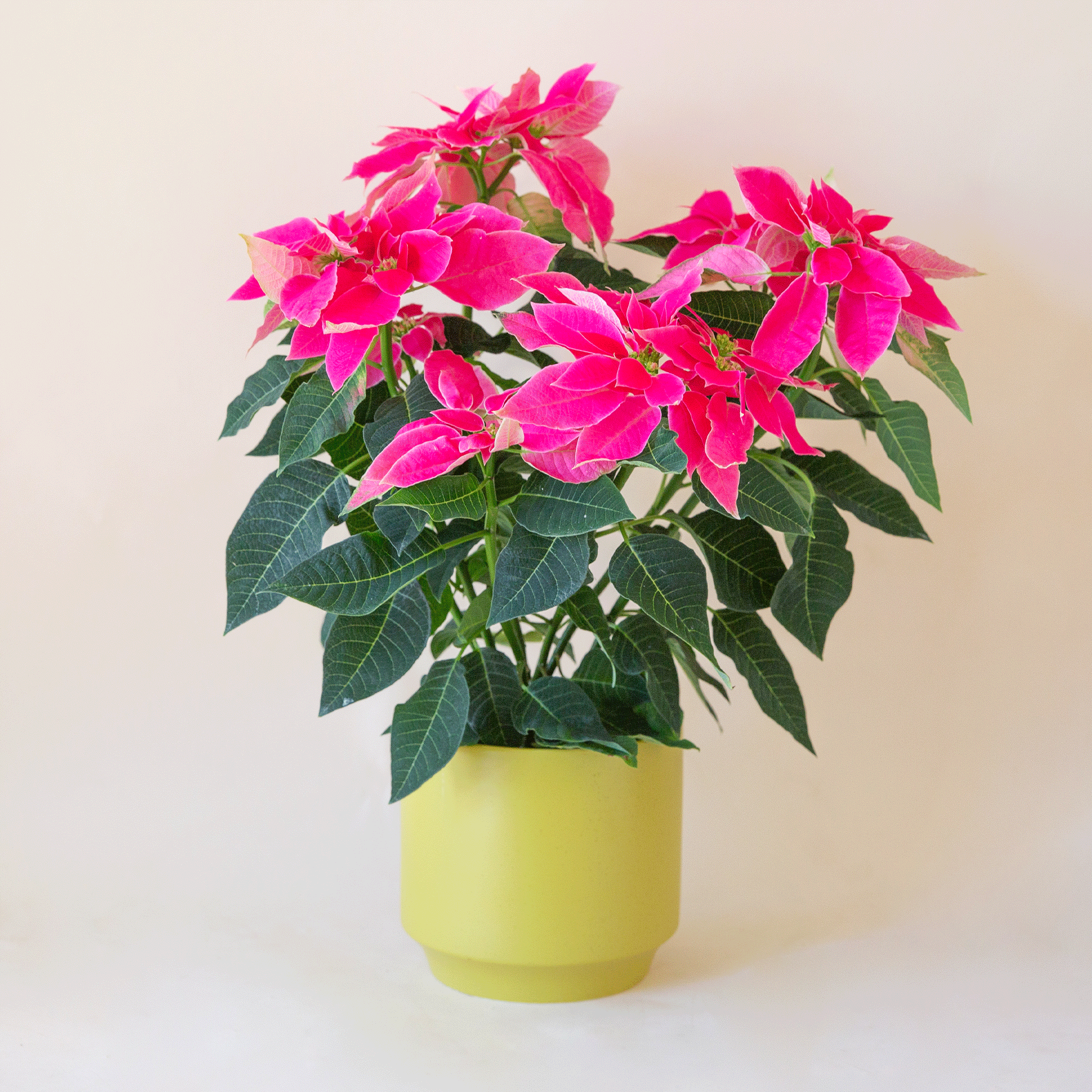 On a light pink background is one of the palm colored pots filled with hot pink poinsettias.
