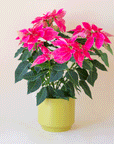 On a light pink background is one of the palm colored pots filled with hot pink poinsettias.