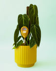 A chartreuse moisture meter with a rounded head and a white meter that ranges from dry, moist, or wet along with a small oval label in the front that reads, "Jungle Club".