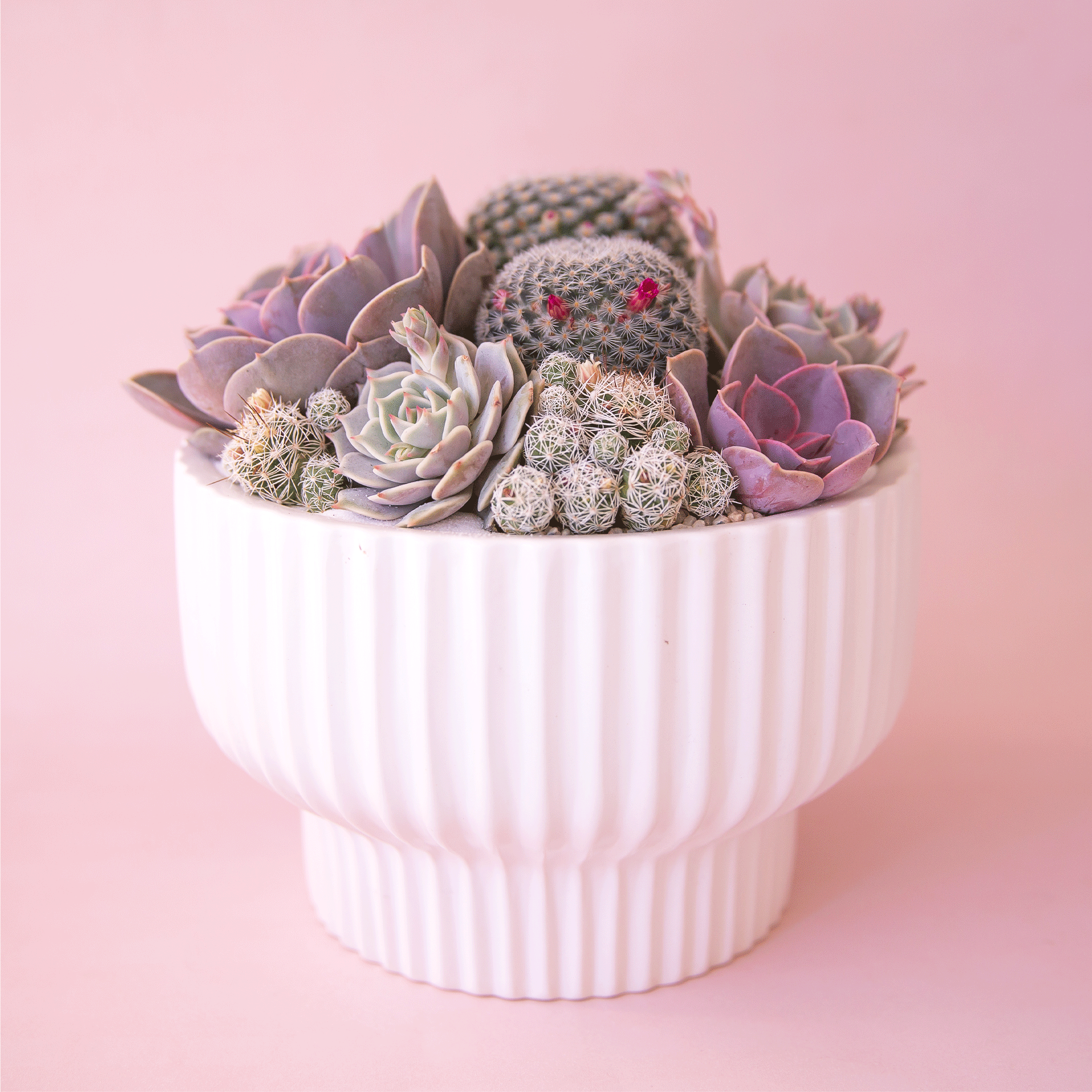 white succulent planter Presley Pedestal Planter
