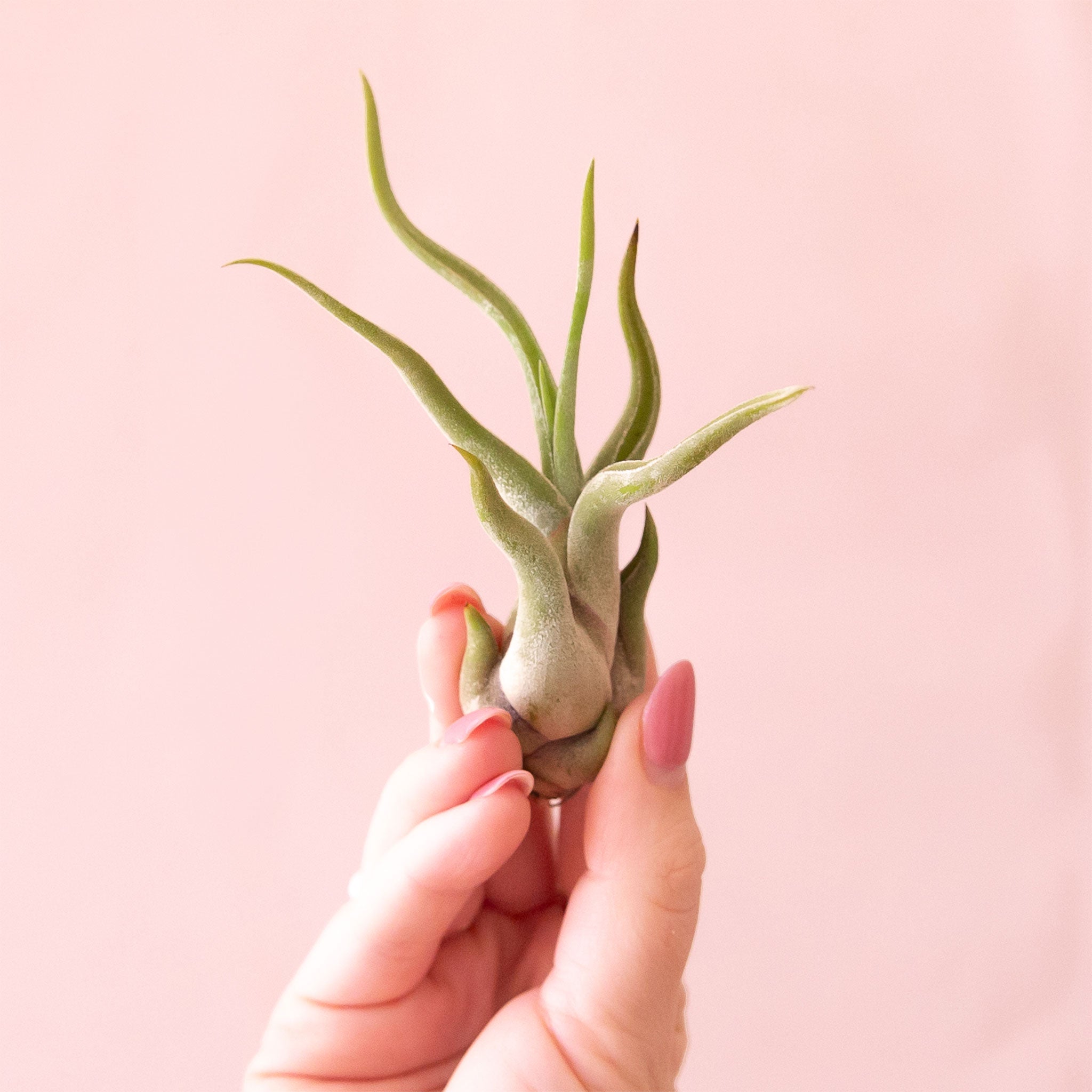 caput medusae air plant Tillandisa