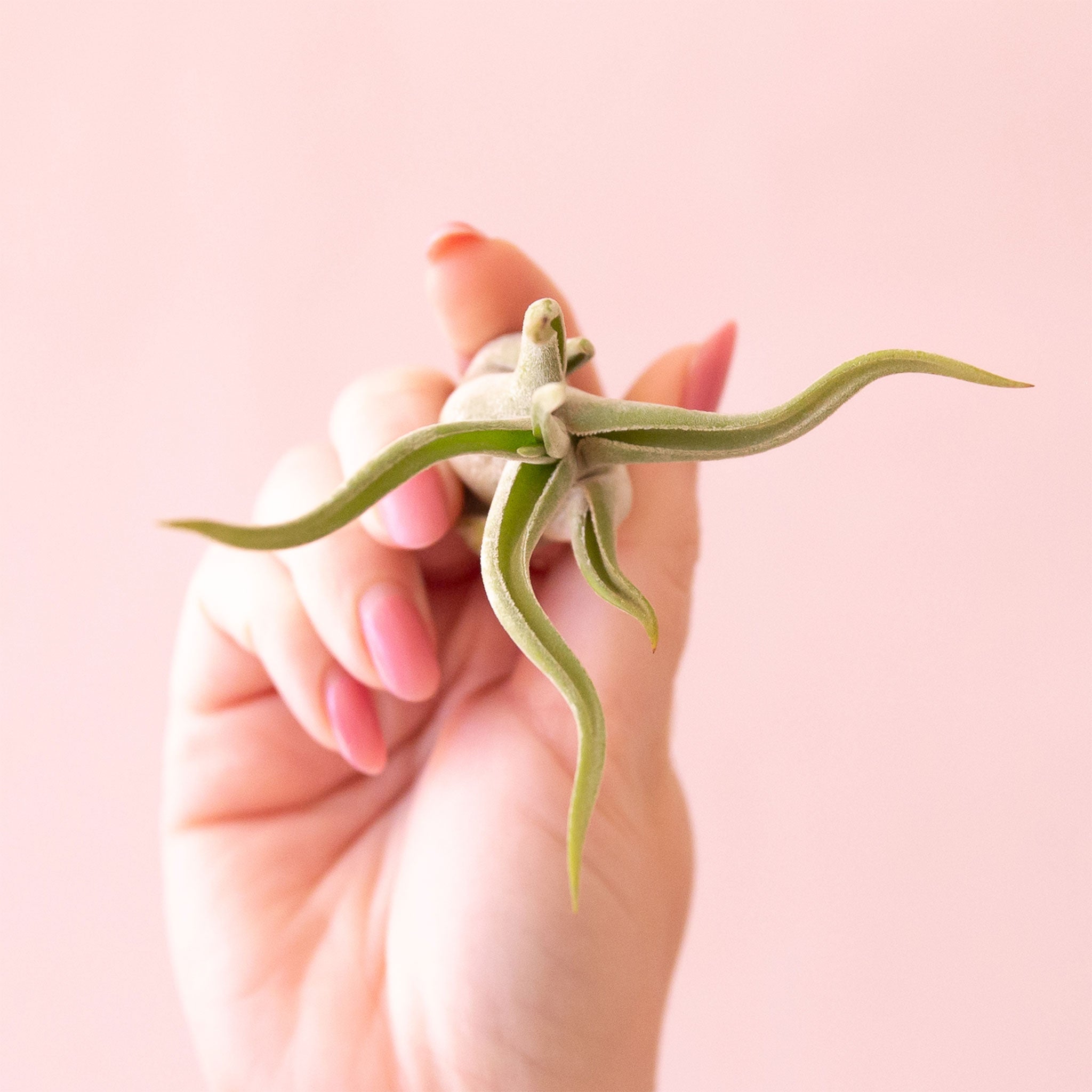 tillandsia caput medusae air plant Tillandisa