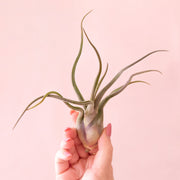 Tillandsia | Caput Medusae
