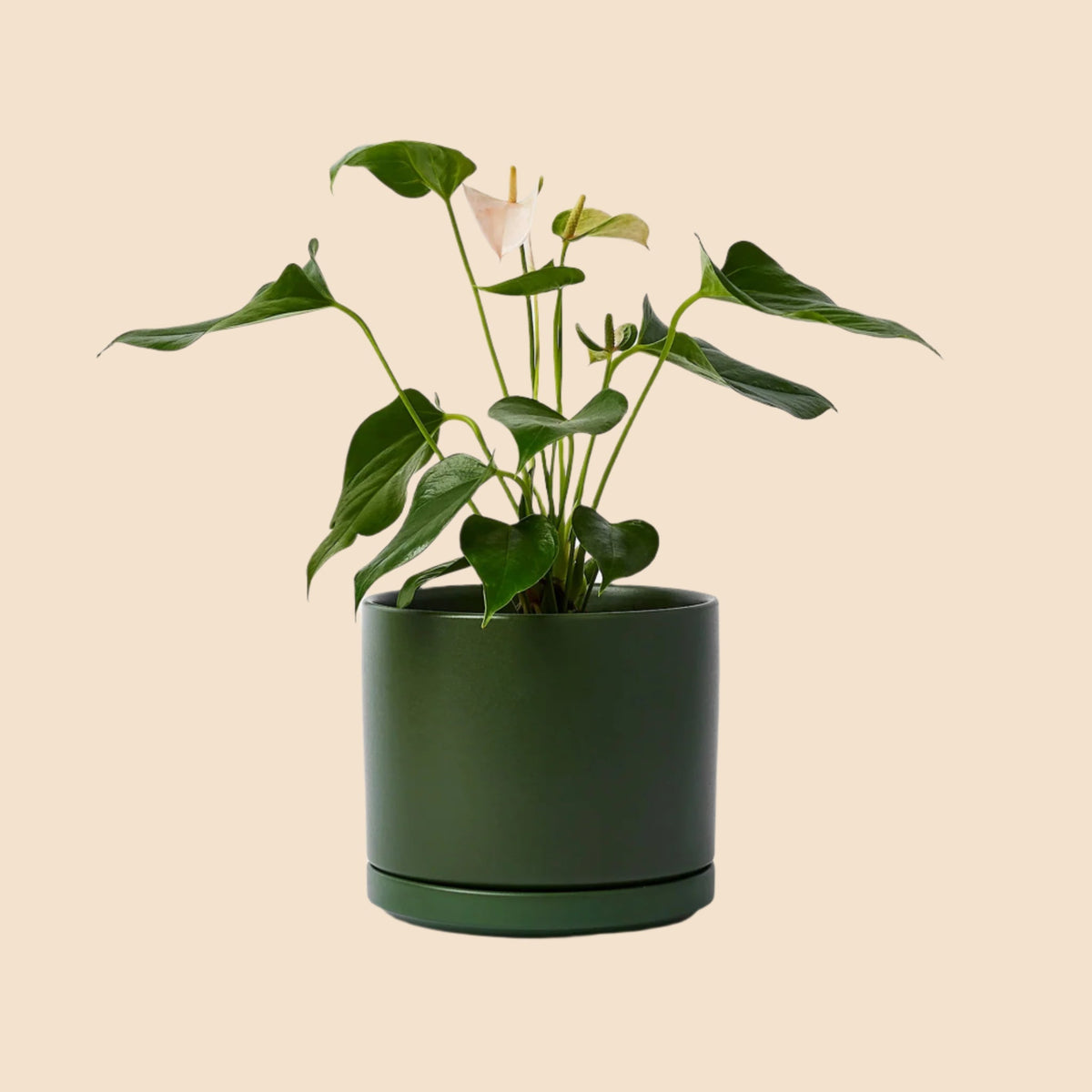 plant pots with saucer Ceramic Cylinder Planter & Saucer
