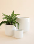 On a tan background is three different sized white ceramic planters with a glossy finish.