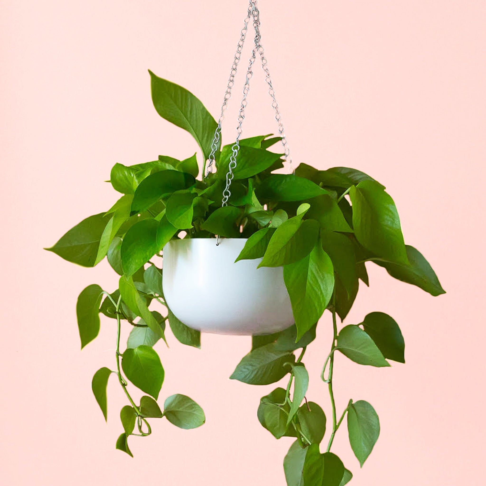 money plant hanging pot Cleo Hanging Planter