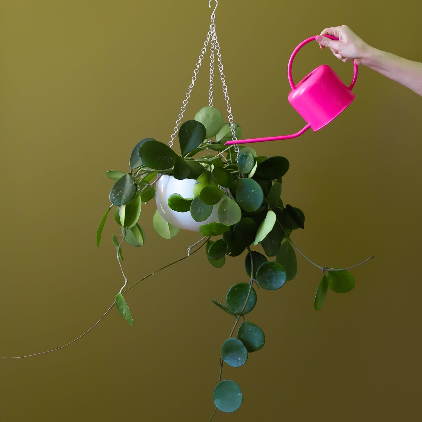 white chain for hanging plants Cleo Hanging Planter