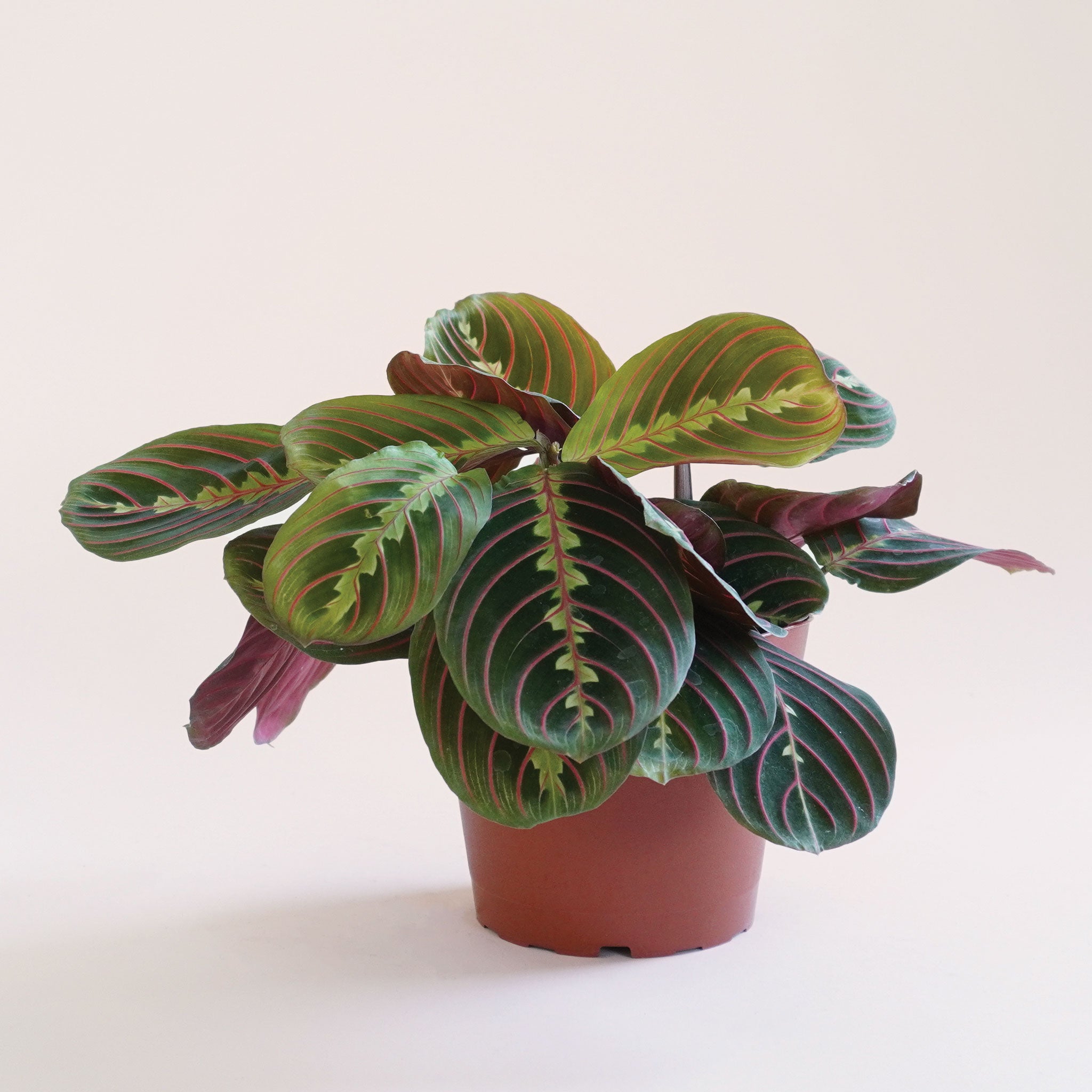 a maranta prayer plant featuring dark green leaves with red veining and a red underside.
